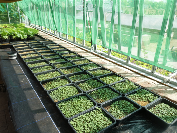 micro herbs being grown